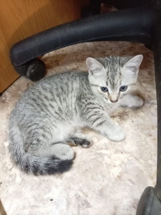 Отдам котят в хорошие руки