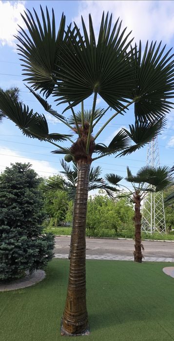 Палма дарахт суний Palma daraht suniy