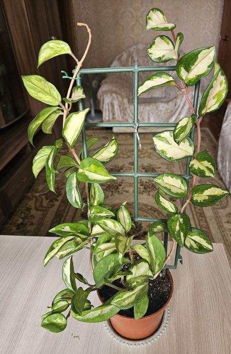 Комнатные  цветы