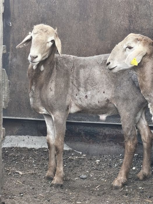 Продаютс Арашаны больше года