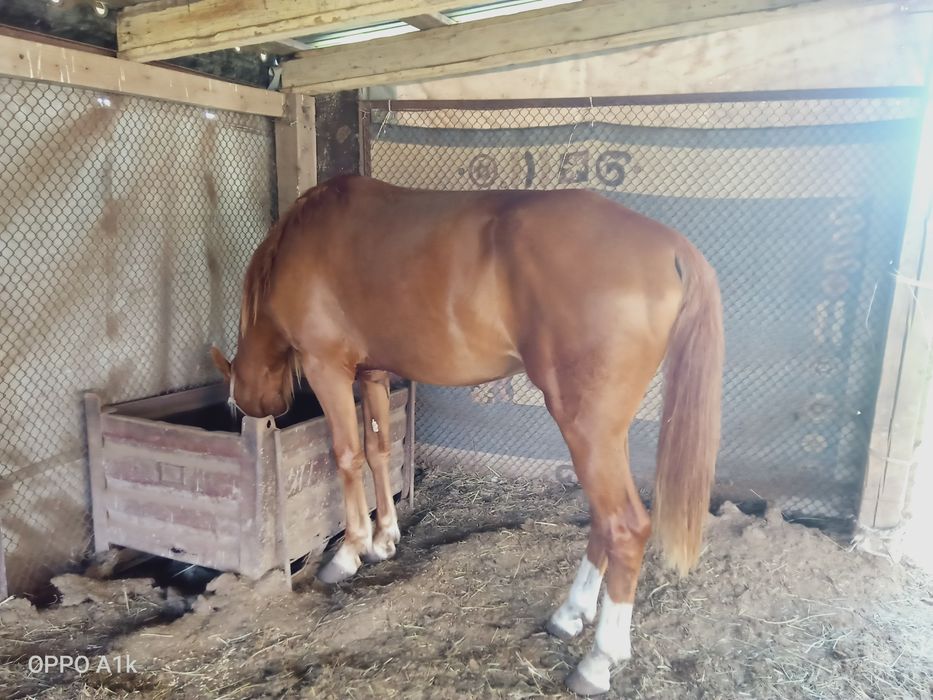 Жеребец по кличке Гулсары