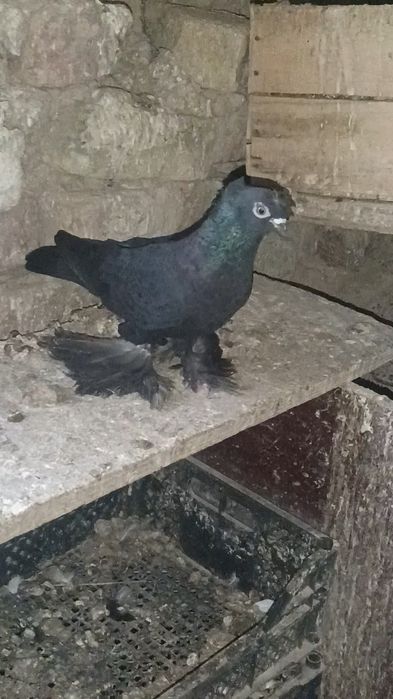 Голуби черные по парам