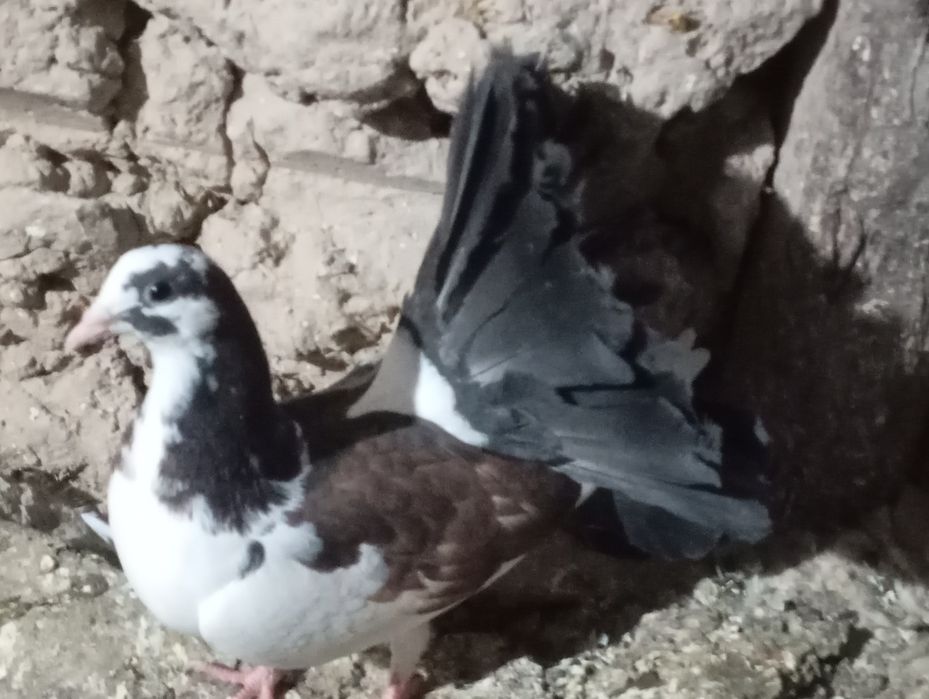 Голуби летные и декаративные