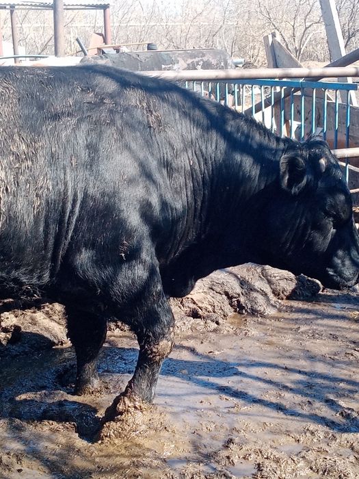 Продам бык ангус