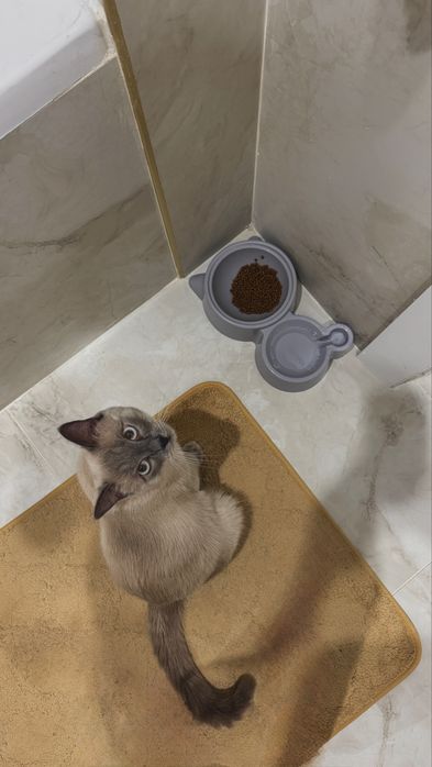 Отдам кота в хорошие руки