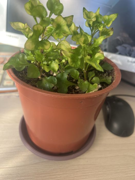 Продам комнатные цветы.