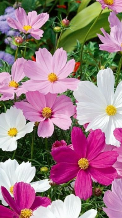 Продам семена цветов