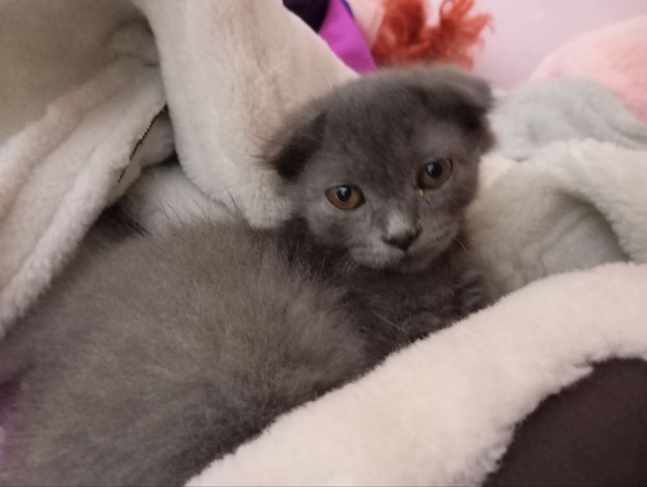 Породистые котята бесплатно