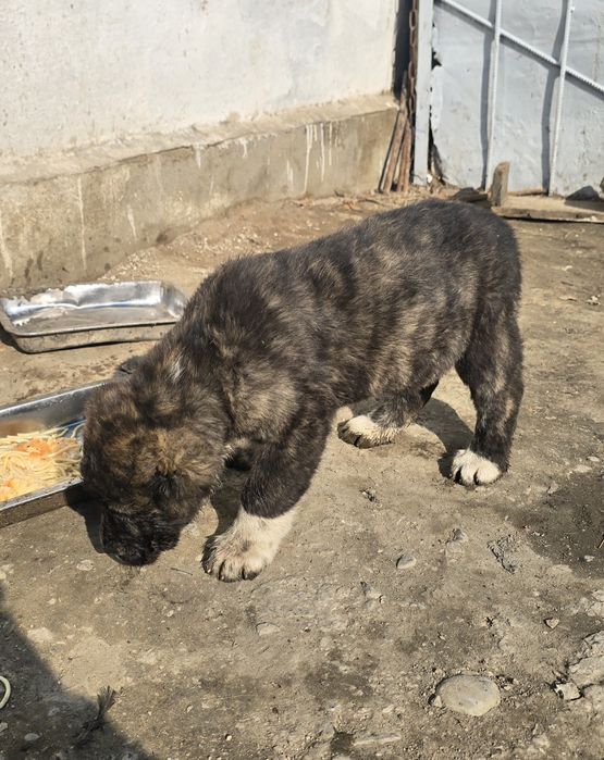 Щенки САО хороших кровей