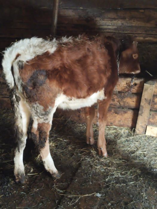 Vând junincă bună de ținut