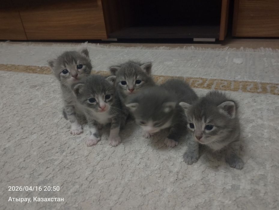 Котята бесплатно