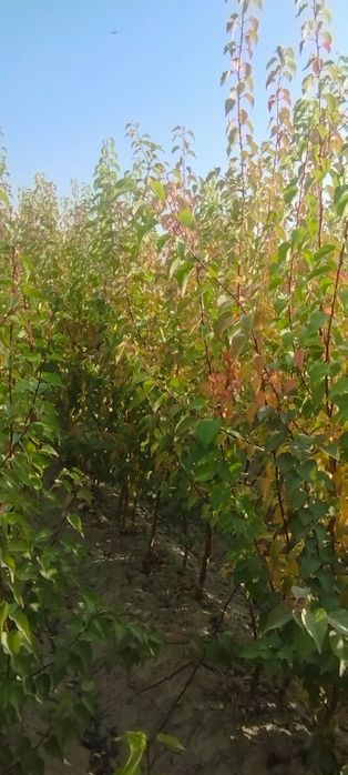 Сада кайрагоч Sada Qayragʻoch