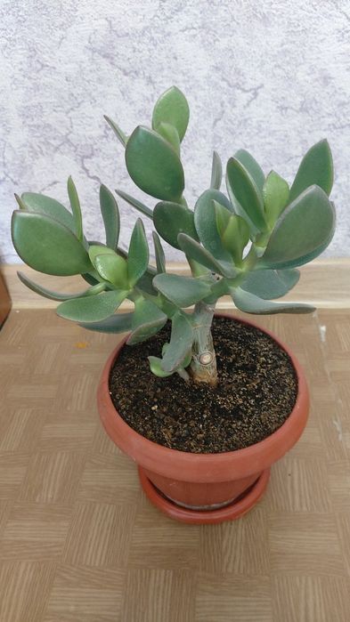 Продам комнатные цветы.