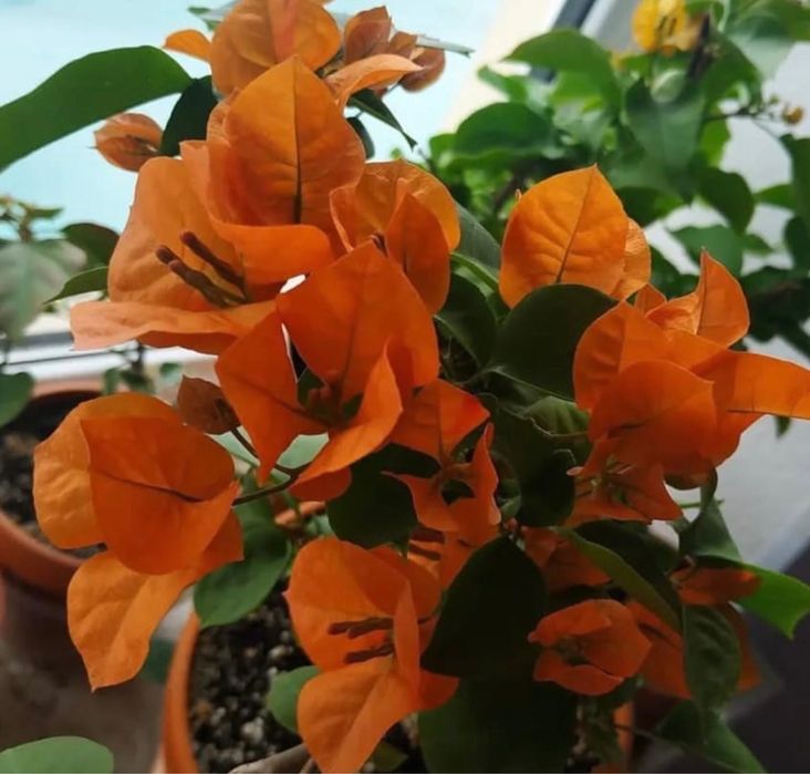 Комнатные растения