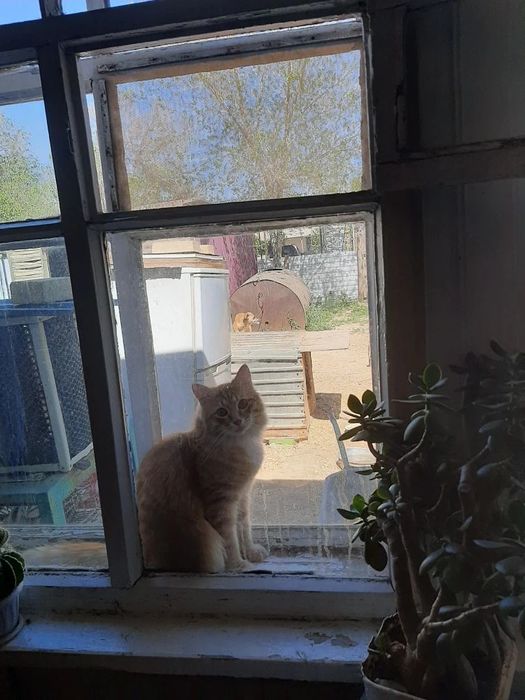 Кошечка в хорошие руки