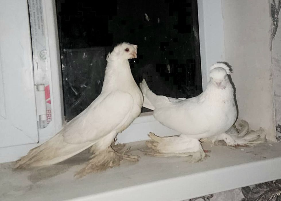 Голуби готовый пара Гулбадамы