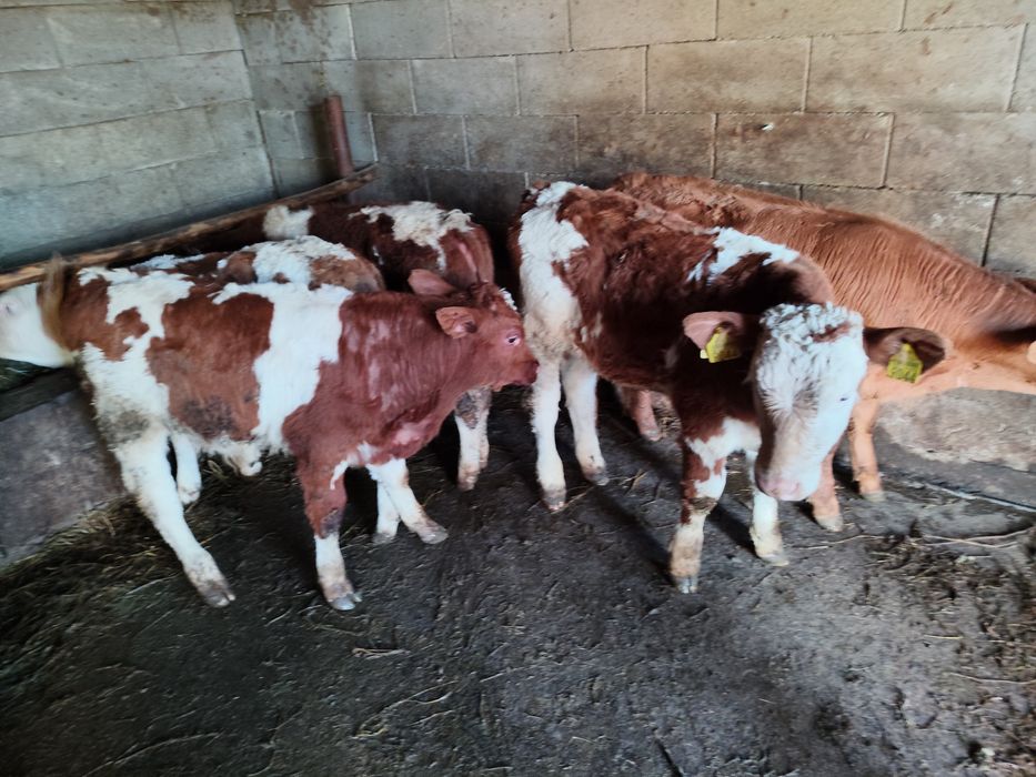 Vând vitei intarcati