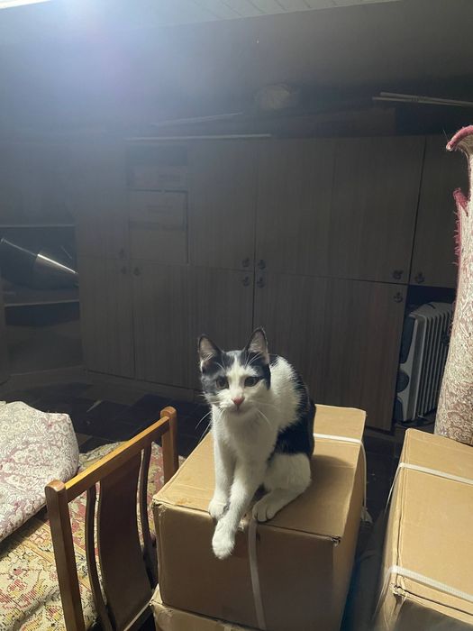 Домашние котята ищут себе новый дом