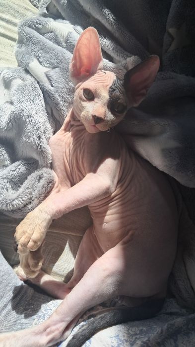 Продам котят канадский сфинкс