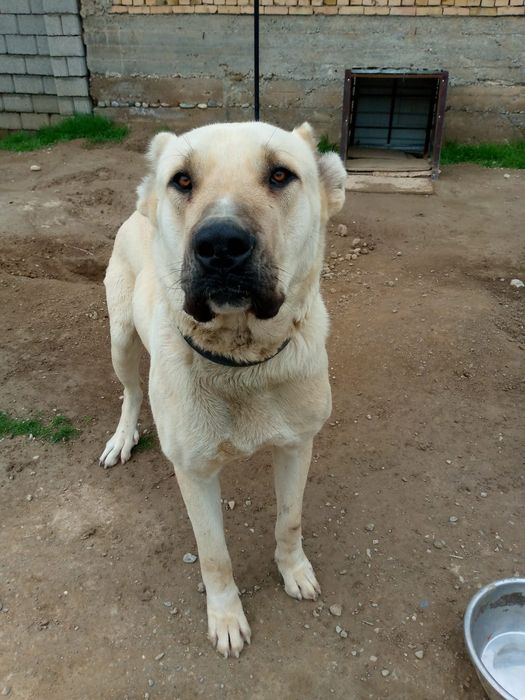 Продаётся собака породы Кангал