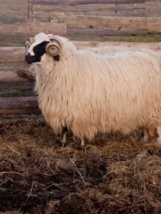 Berbeci Brez Noatini