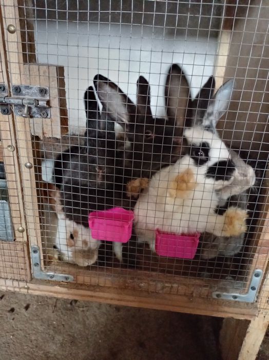 Quyonlar bor tanlab olishga