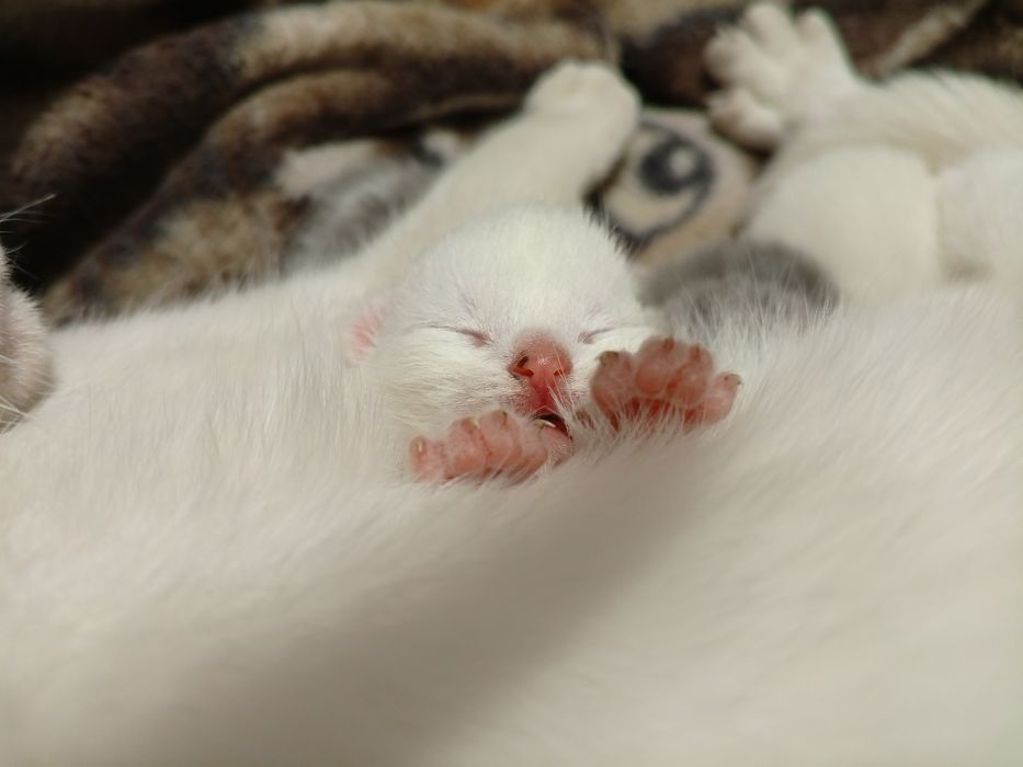 Продам котят шотландских страйт