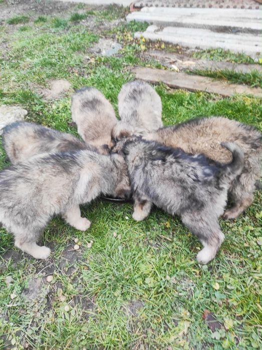 Donez 6 cățeluși drăgălași