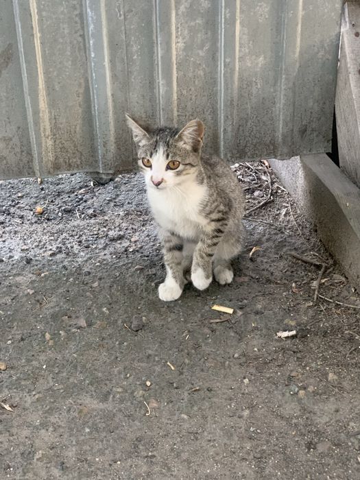 Котята в добрые руки!