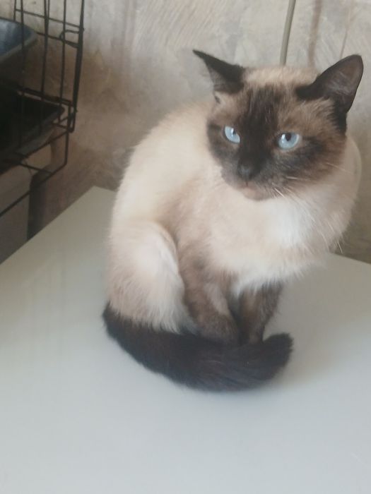 Кошечка Сиамочка дарю