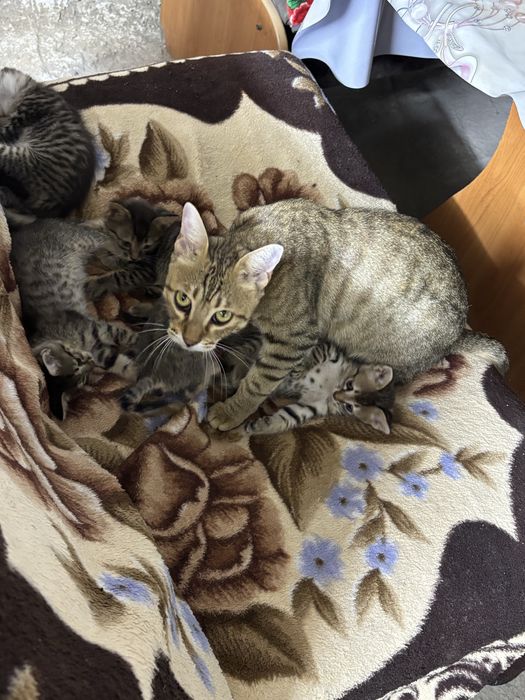 Котята в добрые руки!