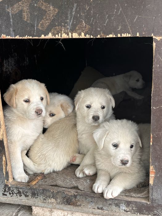 Щенята белые (отдам в добрые руки)