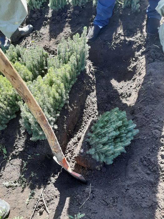 Голубая Ель сенсалари сотилади Селбериский нави Мовий оқ арча 3 йиллик