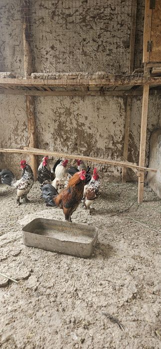 Кораз.ззззззззззз