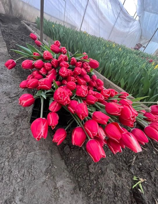 2026 ТЮЛЬПАНЫ оптом и в розницу