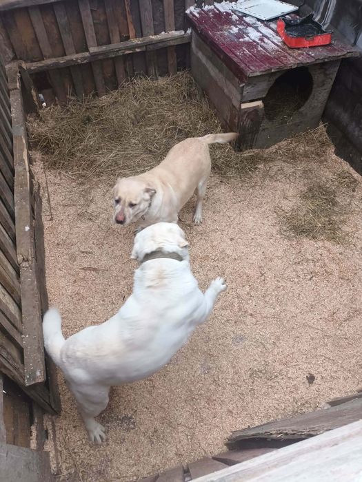 Se vinde caini labradori