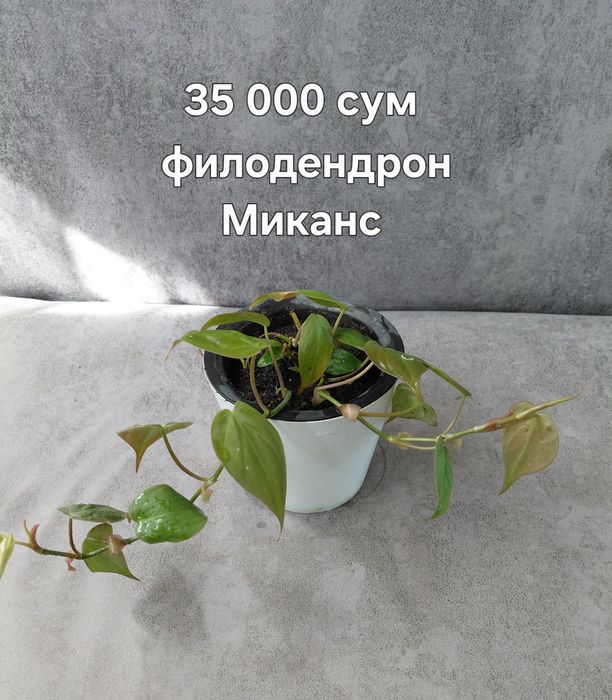 Комнатные цветы недорого