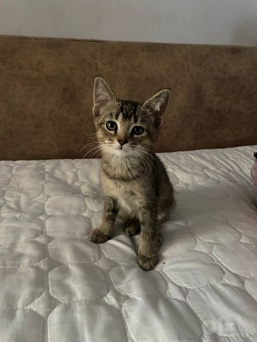 Котенок в добрый руки