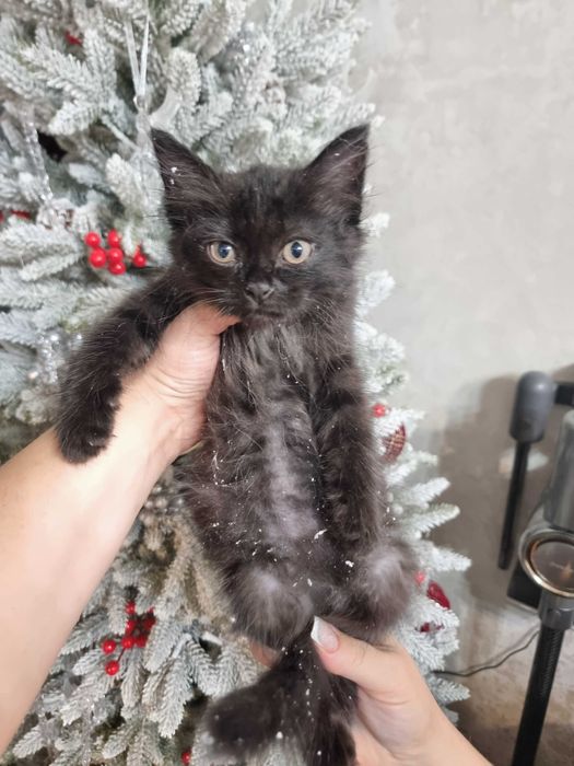 Отдам котят! Срочно!