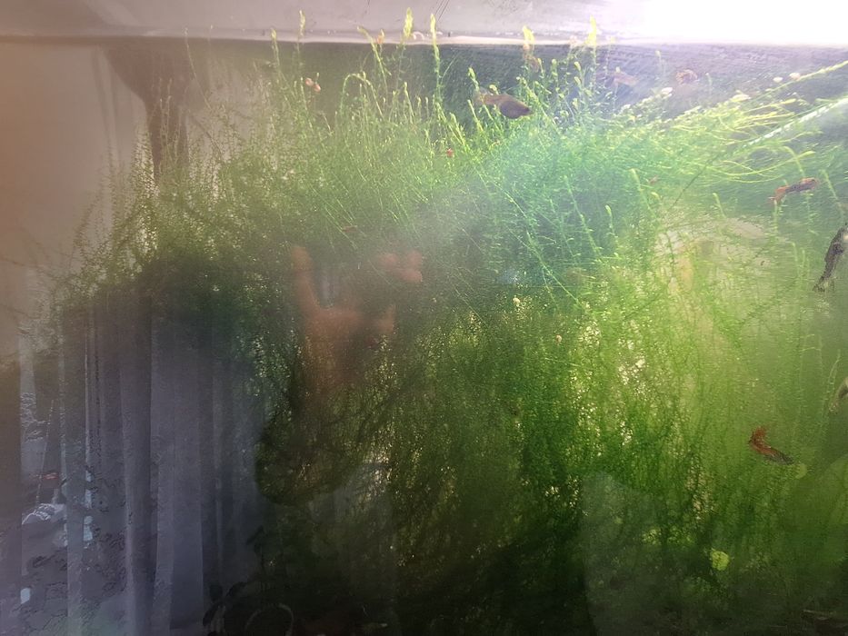 Muschi acvariu crescut natural