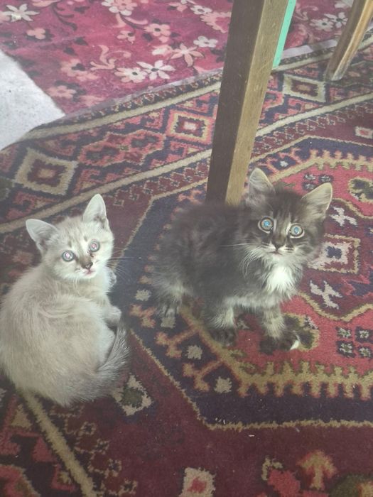 Отдам милейших котят