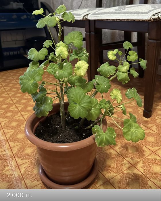 Продам комнатные цветы