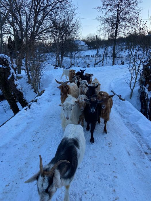 Vând oi și capre tinere