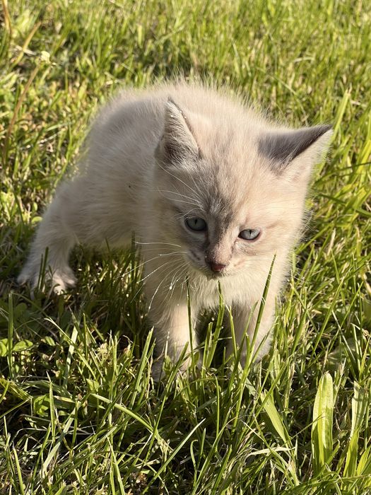 Отдам котят г. Есик