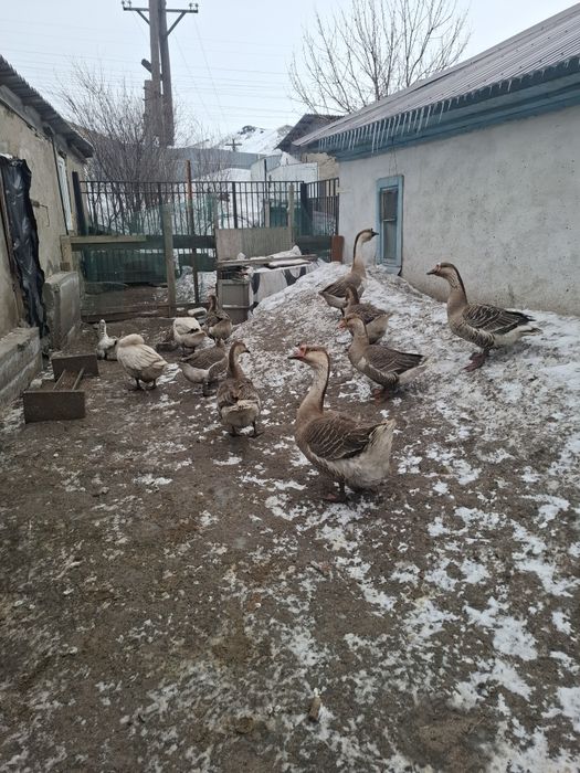Продам гусей цена за  семью 60 000