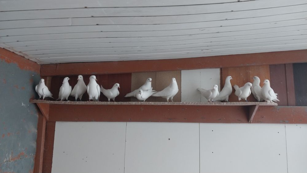 Бакинские Голуби.