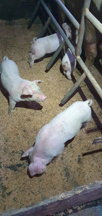 Продаются поросята