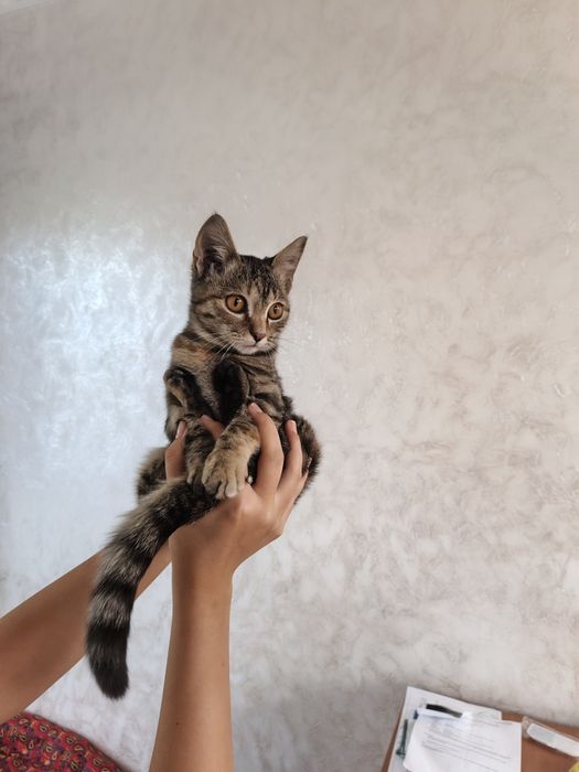 Отдам в хорошие руки котенка