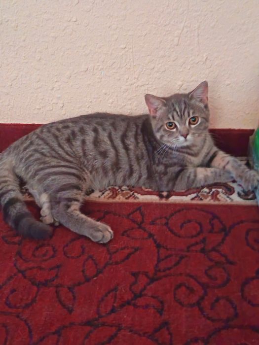 Mushuk yahwi qo'larga hadiyaga beriladi