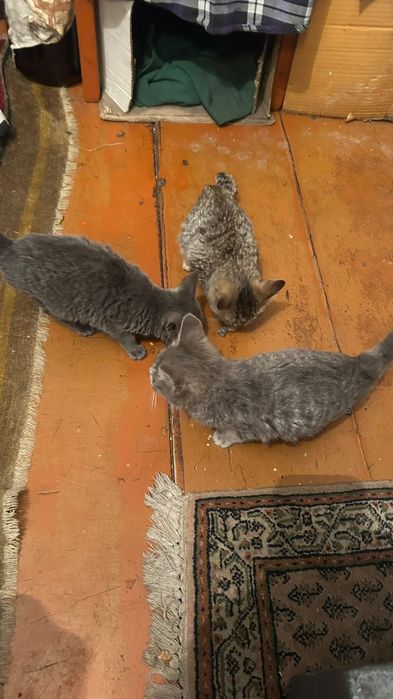 Отдам котят в хорошие руки